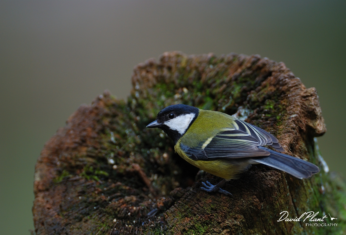 David Plant Photography - Wildlife Photographer - Great tit - H.jpg - Great tit - Forest of Dean