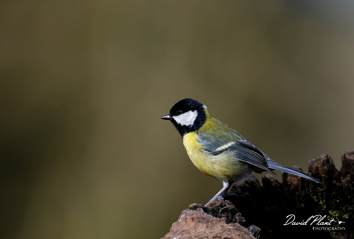 David Plant Photography - Wildlife Photographer - Great tit - I.jpg - Great tit - Forest of Dean