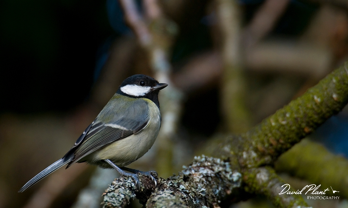 David Plant Photography - Wildlife Photographer - Great tit - J.jpg - Great tit - Gloucestershire
