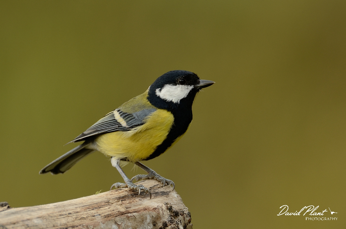 David Plant Photography - Wildlife Photography - Great tit - L.jpg - Great tit - Northamptonshire