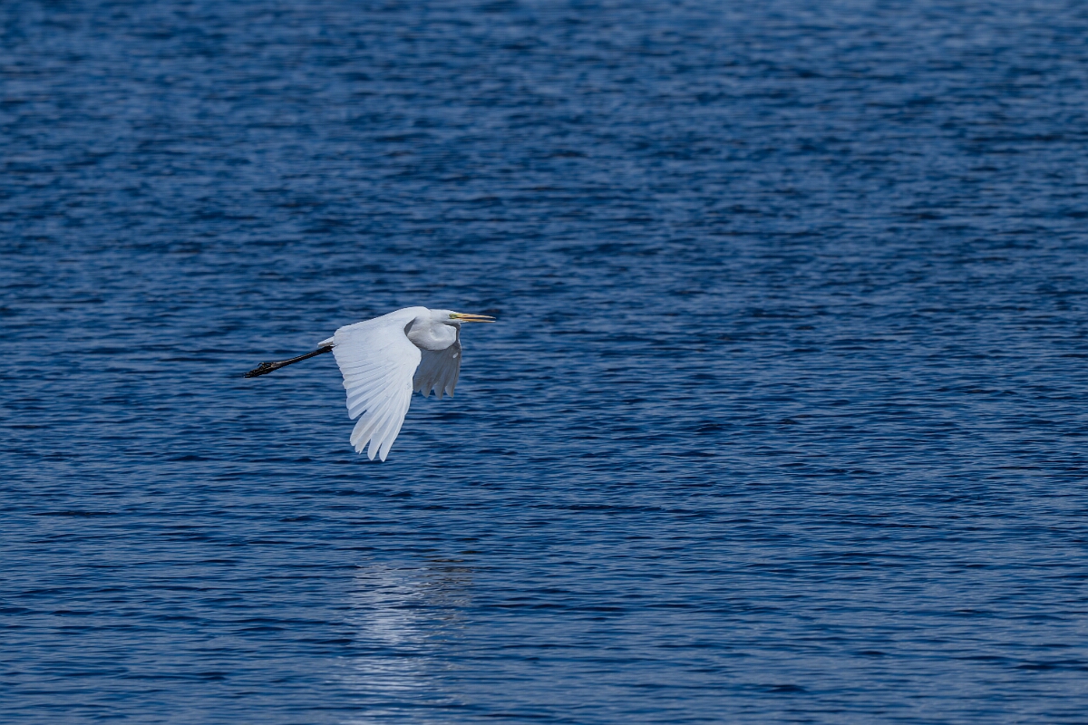 David Plant Photography - Wildlife Photography - Great egret - D.jpg - Great egret in flight - Norfolk