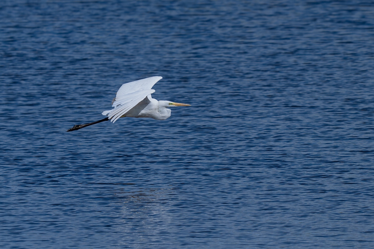 David Plant Photography - Wildlife Photography - Great egret - E.jpg - Great egret in flight - Norfolk