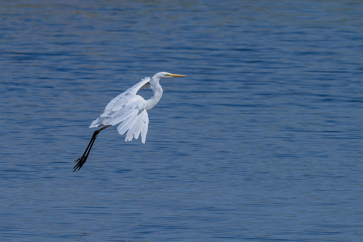 David Plant Photography - Wildlife Photography - Great egret - F.jpg - Great egret in flight - Norfolk