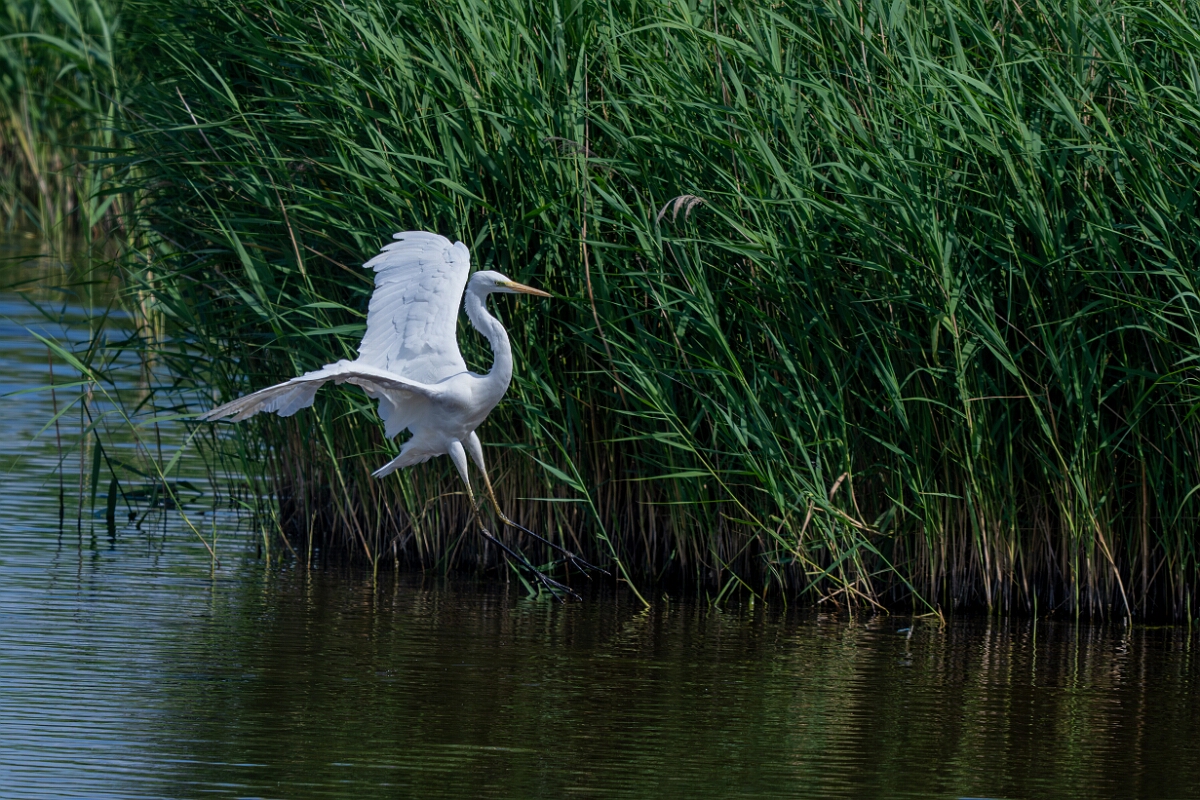 David Plant Photography - Wildlife Photography - Great egret - G.jpg - Great egret landing - Norfolk