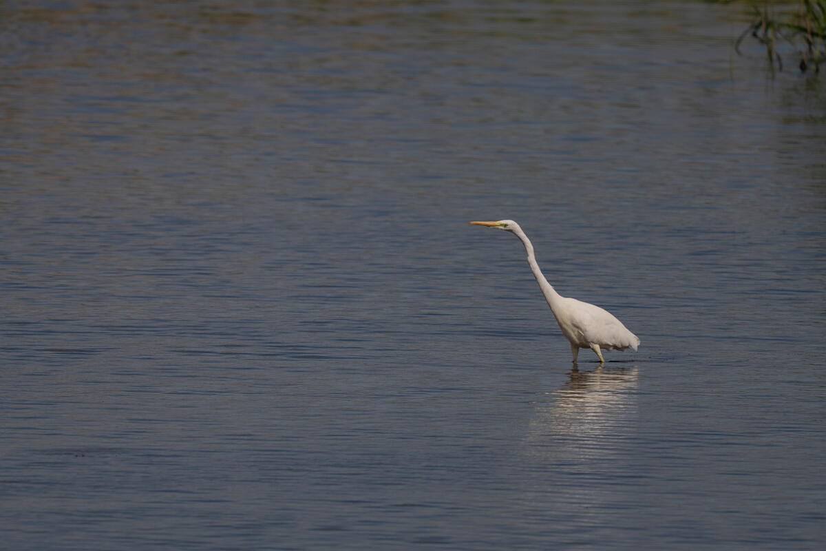 David Plant Photography - Wildlife Photography - Great egret - H.jpg - Great egret fishing - Norfolk