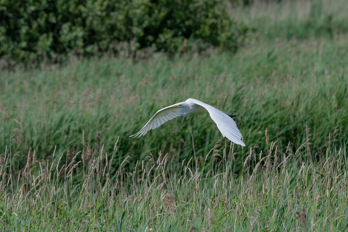 David Plant Photography - Wildlife Photography - Great egret - J.jpg - Great egret in flight - Norfolk