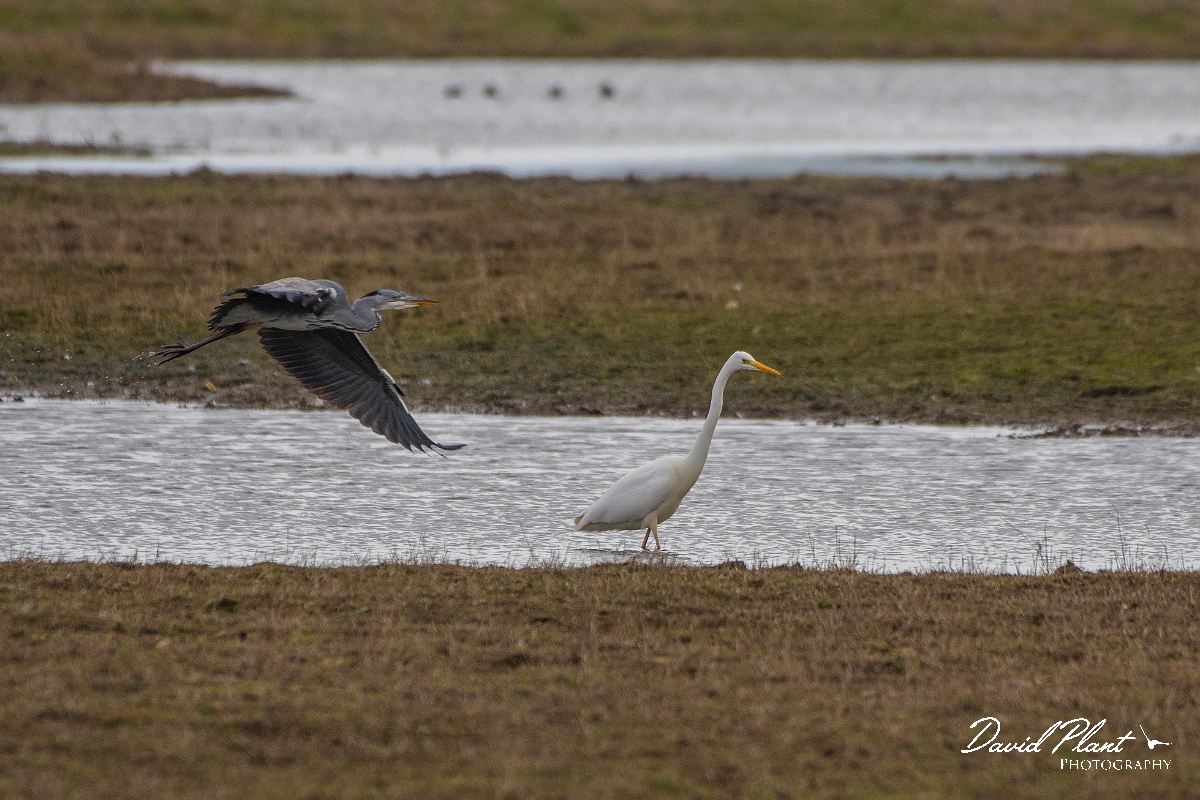 David Plant Photography - Wildlife Photography - Great white egret - C.JPG - Great egret - Kent