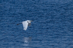 David Plant Photography - Wildlife Photography - Great egret - D