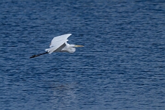 David Plant Photography - Wildlife Photography - Great egret - E