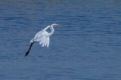 David Plant Photography - Wildlife Photography - Great egret - F