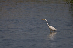 David Plant Photography - Wildlife Photography - Great egret - H