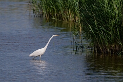 David Plant Photography - Wildlife Photography - Great egret - I