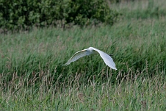 David Plant Photography - Wildlife Photography - Great egret - J