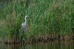 David Plant Photography - Wildlife Photography - Great egret - K