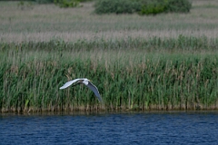 David Plant Photography - Wildlife Photography - Great egret - L