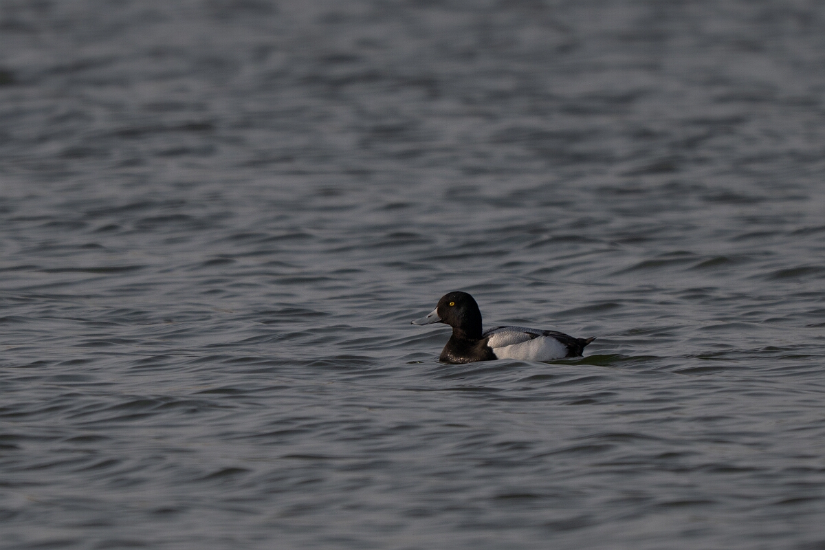 David Plant Photography - Wildlife Photography - Greater scaup - A.jpg - Greater scaup, Aythya marila - Norfolk