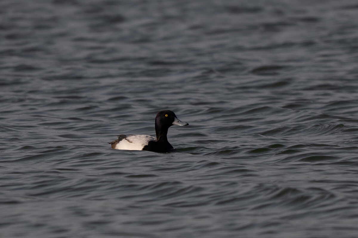 David Plant Photography - Wildlife Photography - Greater scaup - B.jpg - Greater scaup, Aythya marila - Norfolk