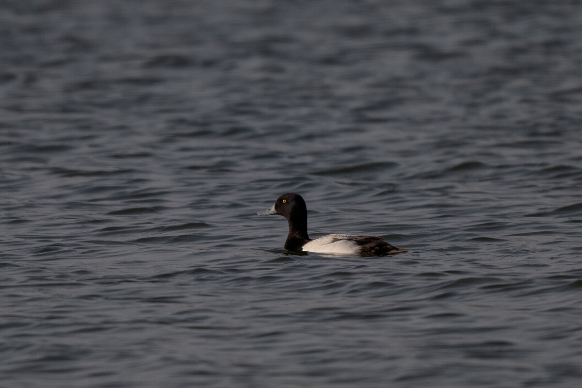David Plant Photography - Wildlife Photography - Greater scaup - C.jpg - Greater scaup, Aythya marila - Norfolk