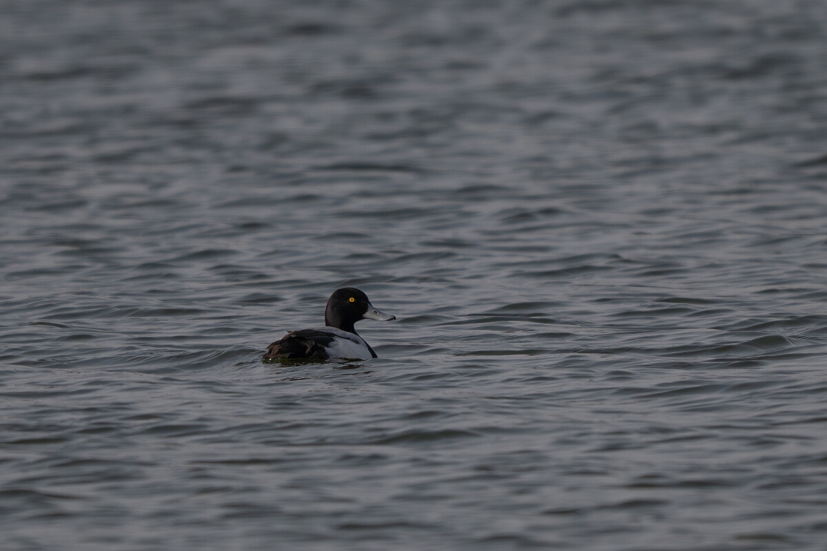 David Plant Photography - Wildlife Photography - Greater scaup - D.jpg - Greater scaup, Aythya marila - Norfolk
