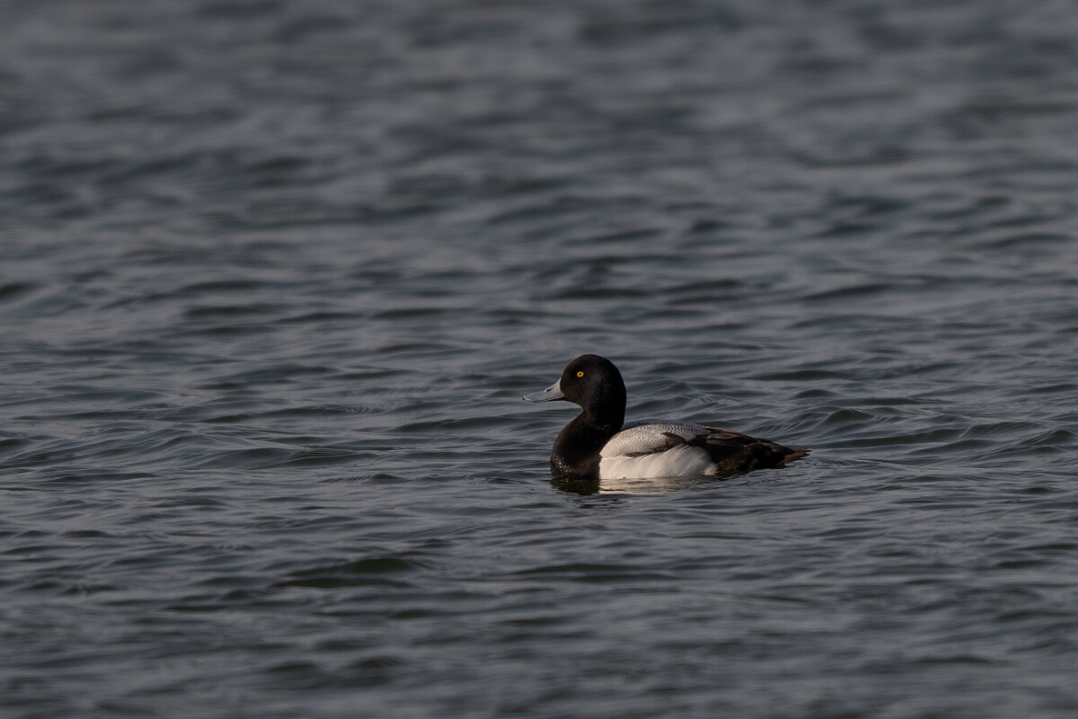 David Plant Photography - Wildlife Photography - Greater scaup - E.jpg - Greater scaup, Aythya marila - Norfolk