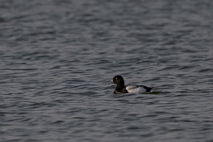 David Plant Photography - Wildlife Photography - Greater scaup - A
