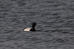 David Plant Photography - Wildlife Photography - Greater scaup - B