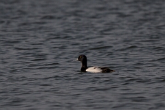 David Plant Photography - Wildlife Photography - Greater scaup - C