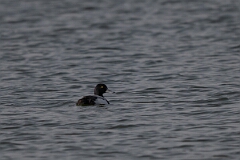 David Plant Photography - Wildlife Photography - Greater scaup - D