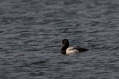 David Plant Photography - Wildlife Photography - Greater scaup - E