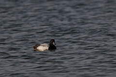 David Plant Photography - Wildlife Photography - Greater scaup - F