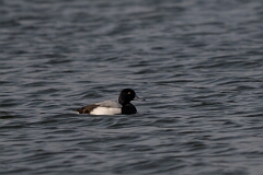David Plant Photography - Wildlife Photography - Greater scaup - G