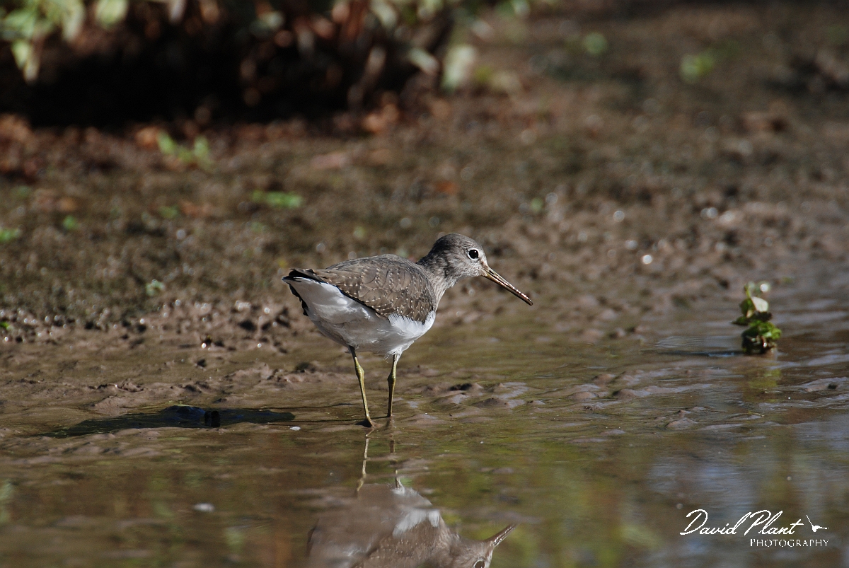 David Plant Photography - Wildlife Photographer - Green sandpiper - B.JPG - Green sandpiper - Slimbridge