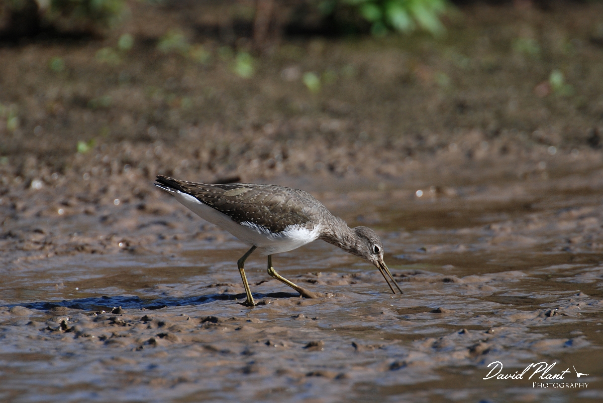 David Plant Photography - Wildlife Photographer - Green sandpiper - E.JPG - Green sandpiper - Slimbridge