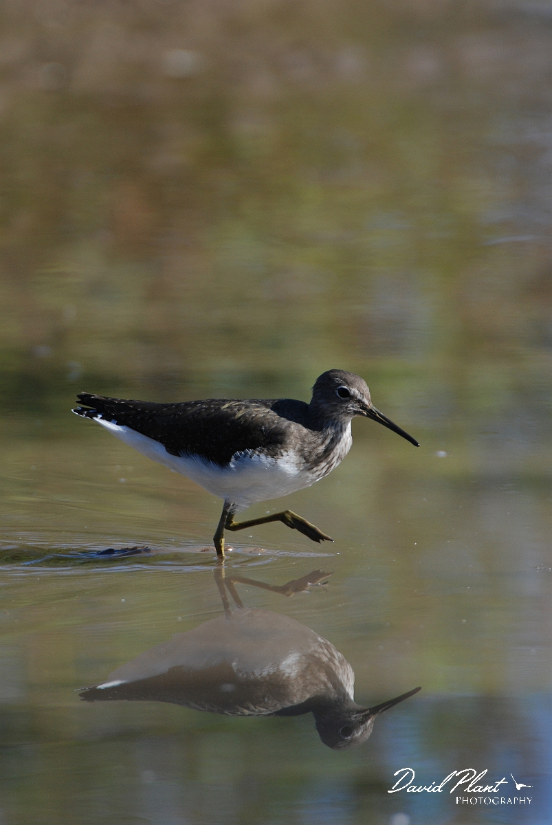 David Plant Photography - Wildlife Photographer - Green sandpiper - F.JPG - Green sandpiper - Slimbridge