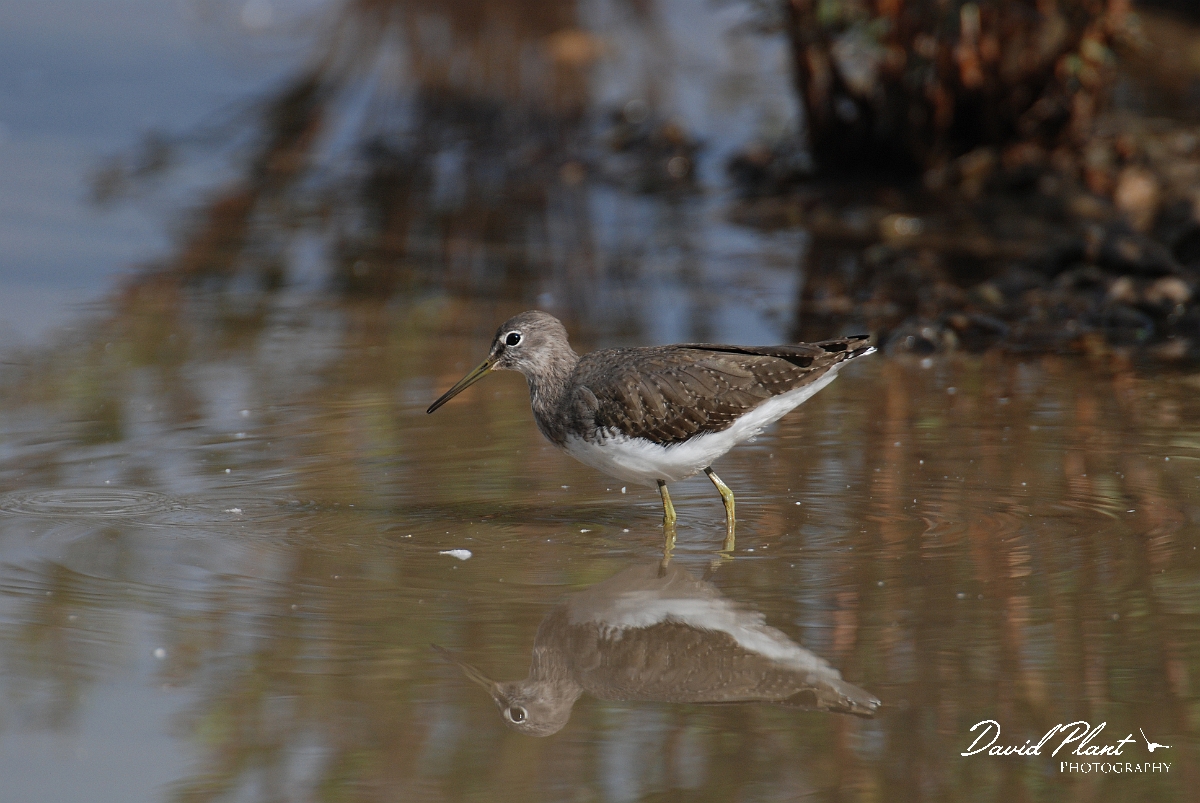 David Plant Photography - Wildlife Photographer - Green sandpiper - G.JPG - Green sandpiper - Slimbridge