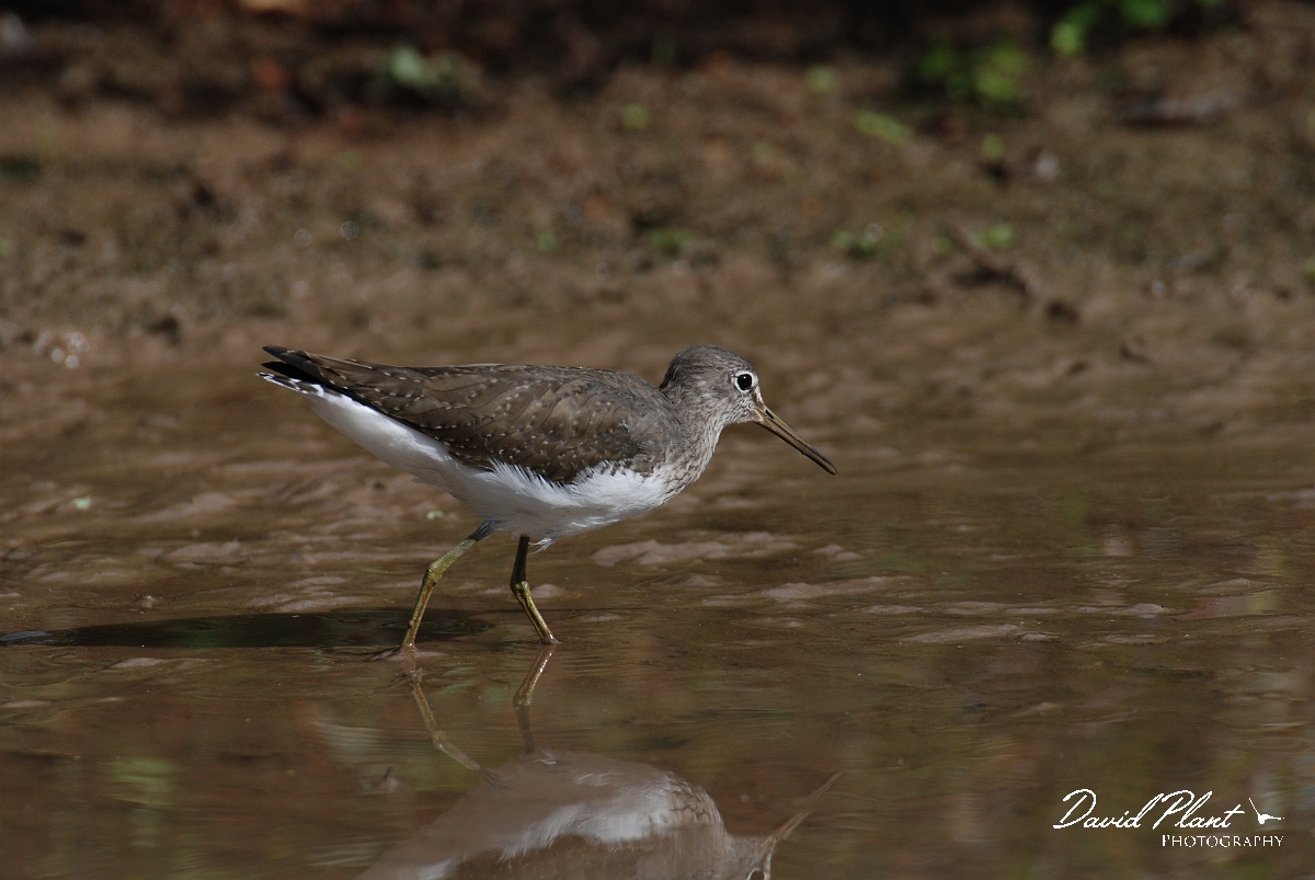 David Plant Photography - Wildlife Photographer - Green sandpiper - K.JPG - Green sandpiper - Slimbridge