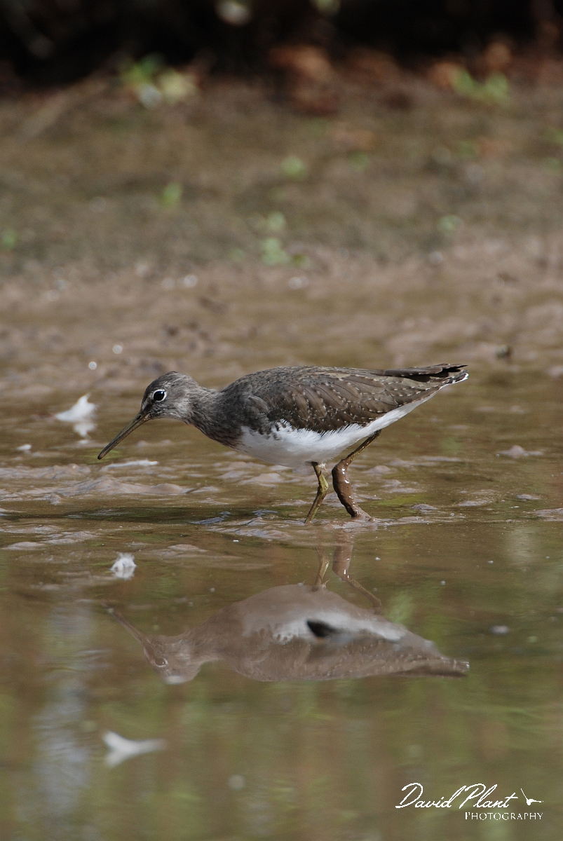 David Plant Photography - Wildlife Photographer - Green sandpiper - M.JPG - Green sandpiper - Slimbridge
