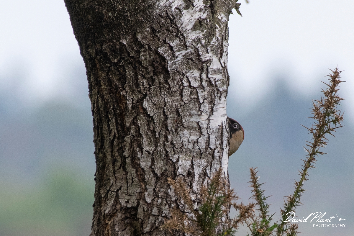 David Plant Photography - Wildlife Photography - Green woodpecker - A.jpg - Green woodpecker peering - Dorset