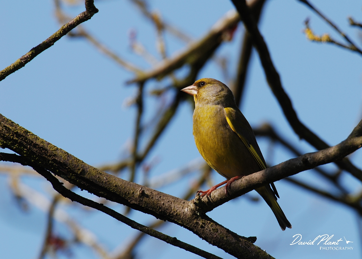 David Plant Photography - Wildlife Photographer - Greenfinch - A.JPG - Greenfinch - Gloucestershire