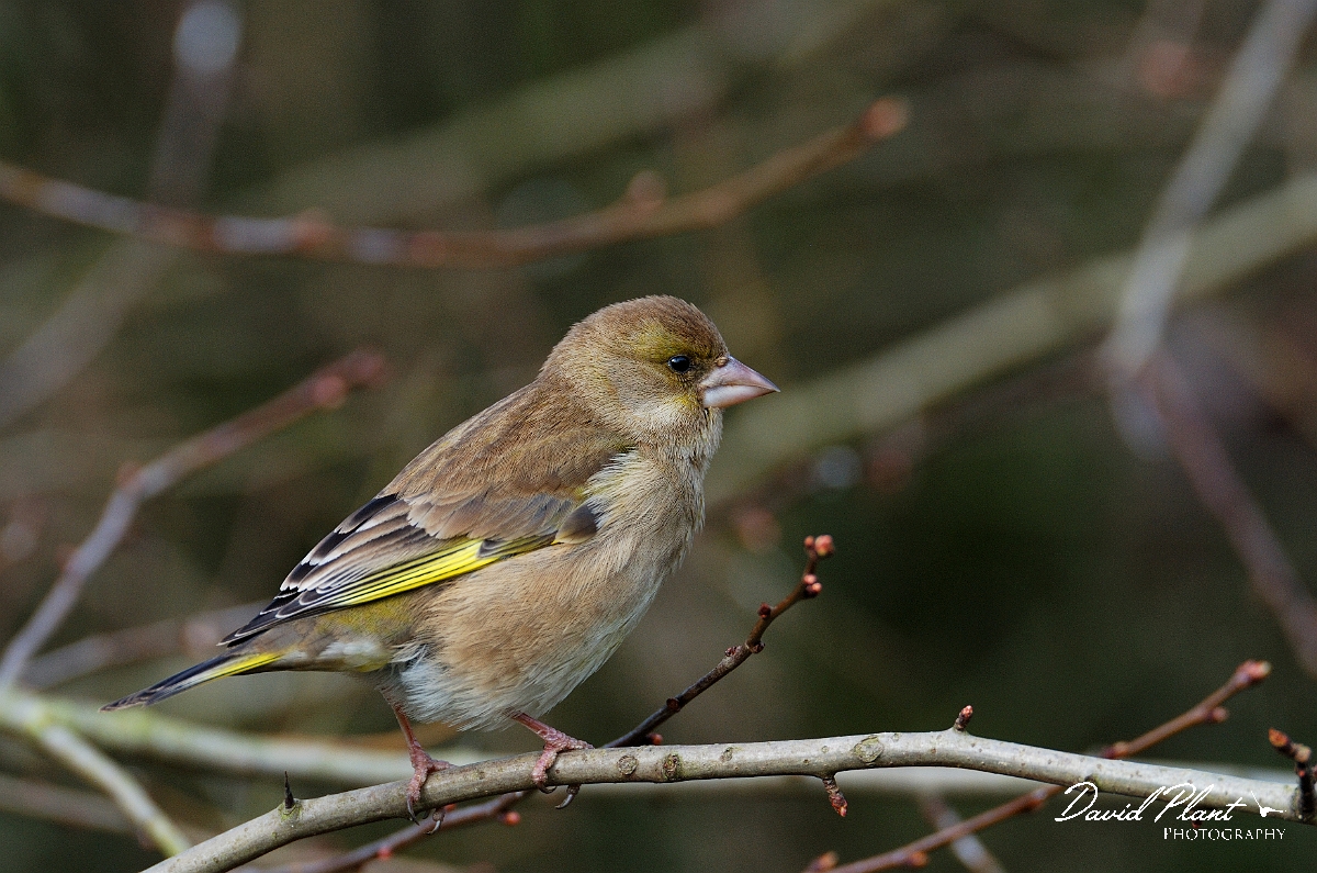 David Plant Photography - Wildlife Photographer - Greenfinch - C.jpg - Greenfinch - Leicestershire