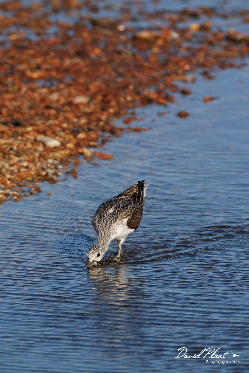 David Plant Photography - Wildlife Photographer - Greenshank - A.jpg - Greenshank feeding - Norfolk