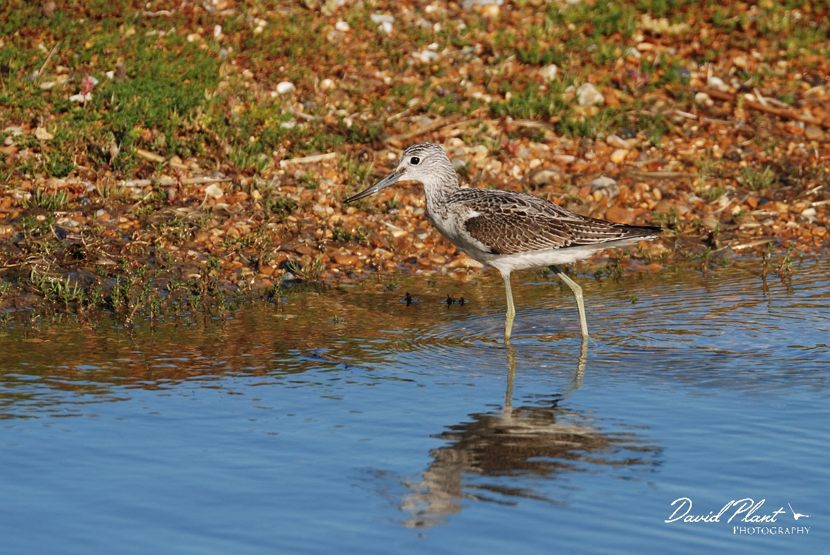 David Plant Photography - Wildlife Photographer - Greenshank - B.jpg - Greenshank - Norfolk