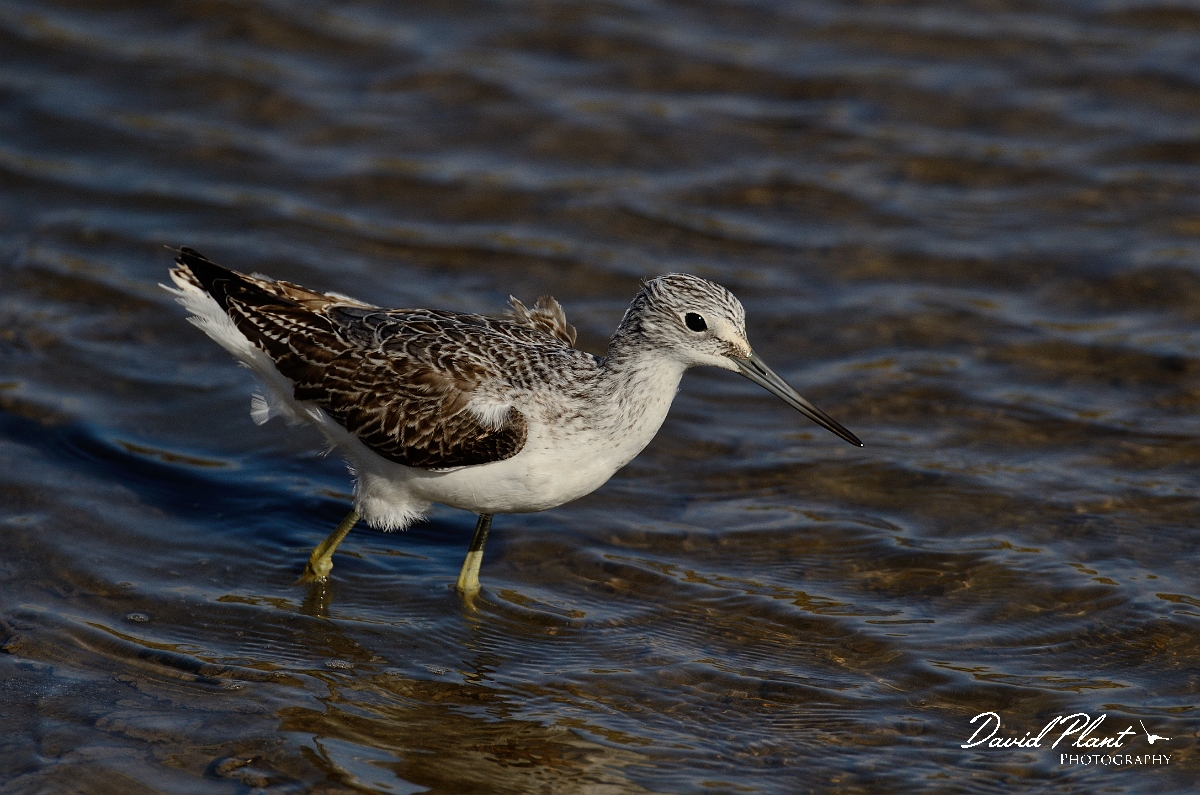David Plant Photography - Wildlife Photography - Greenshank - G.jpg - Greenshank - Norfolk