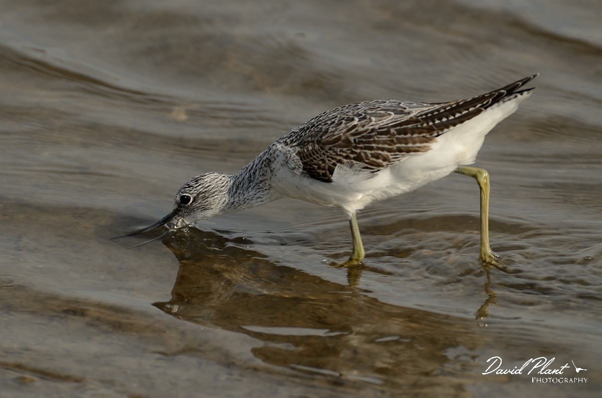 David Plant Photography - Wildlife Photography - Greenshank - J.jpg - Greenshank feeding - Norfolk