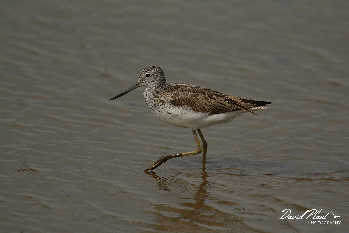 David Plant Photography - Wildlife Photography - Greenshank - K.jpg - Greenshank - Suffolk