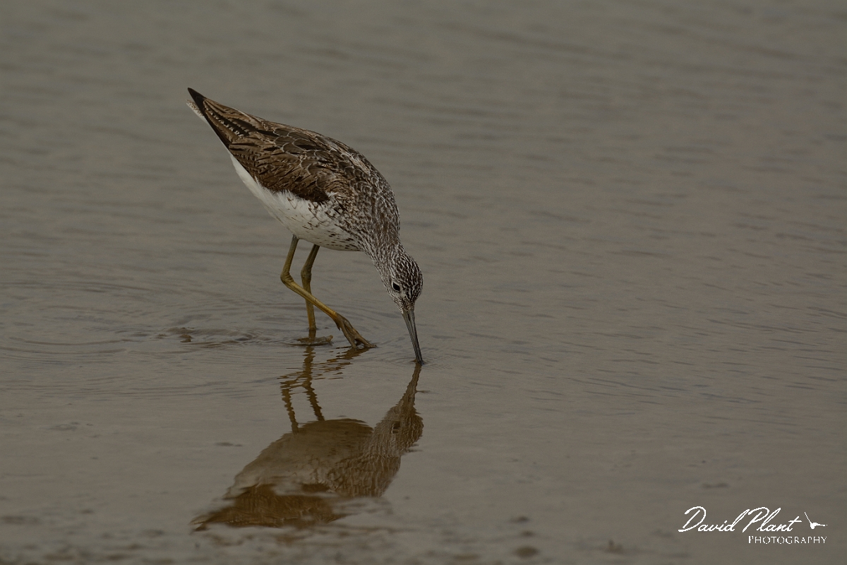 David Plant Photography - Wildlife Photography - Greenshank - L.jpg - Greenshank feeding - Suffolk