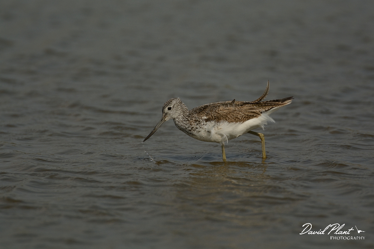 David Plant Photography - Wildlife Photography - Greenshank - M.jpg - Greenshank - Suffolk