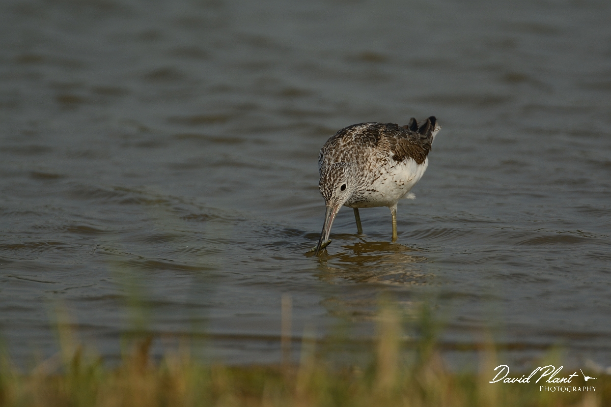 David Plant Photography - Wildlife Photography - Greenshank - N.jpg - Greenshank with fish - Suffolk