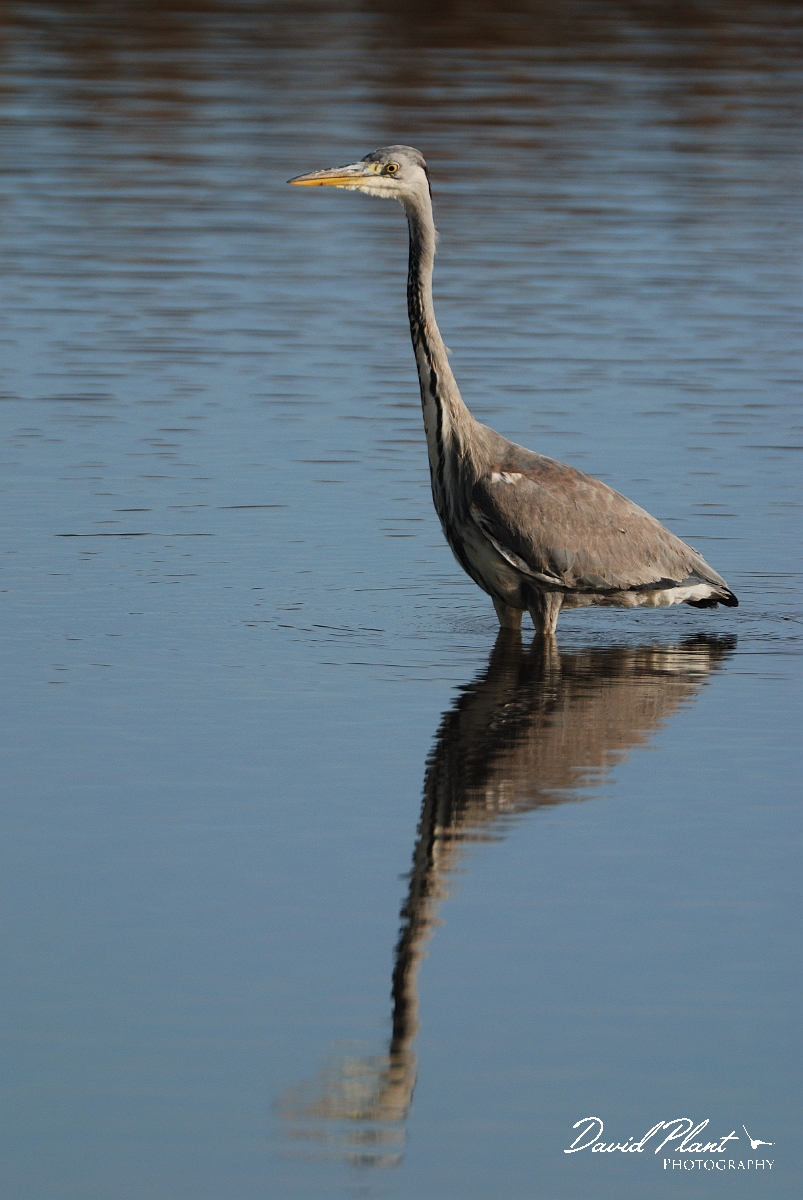 David Plant Photography - Wildlife Photographer - Grey heron - H.jpg - Grey heron - Cambridgeshire