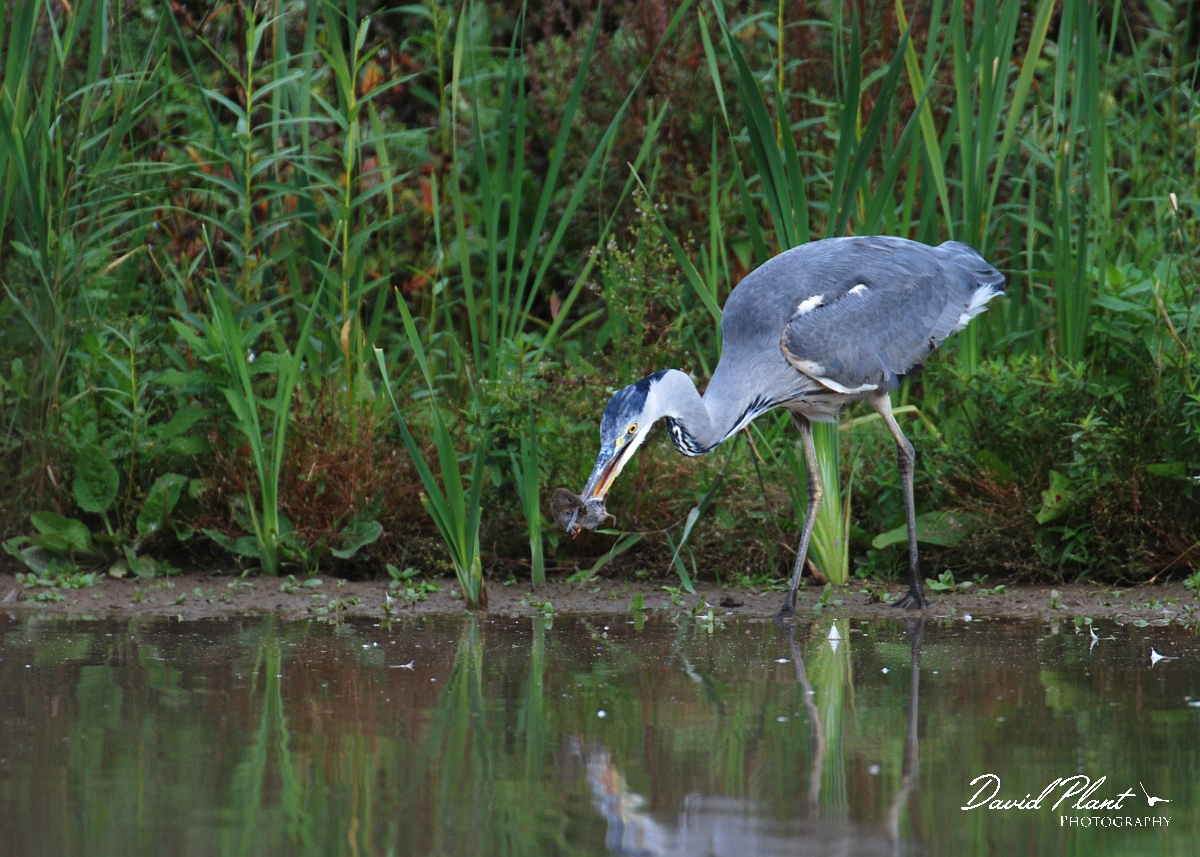 David Plant Photography - Wildlife Photographer - Grey heron with vole - C.JPG - Grey heron with water vole - Slimbridge